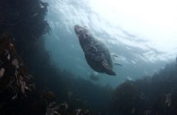Grey seal flying by. Farne island
shallows. D200, 16mm. by Derek Haslam 